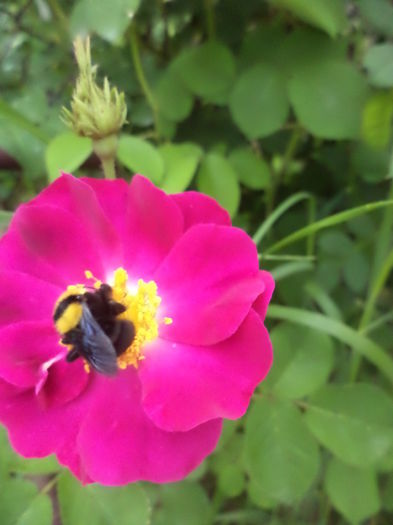 DSC03839 - ANUL 2015