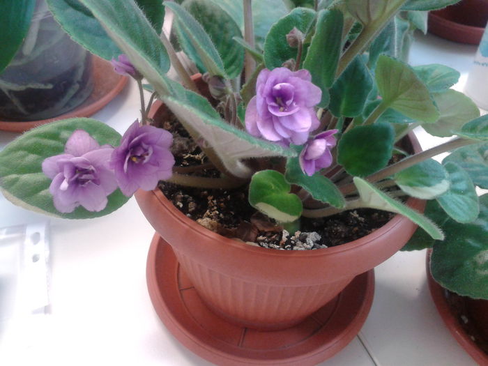 Fotografie-0024 - violete