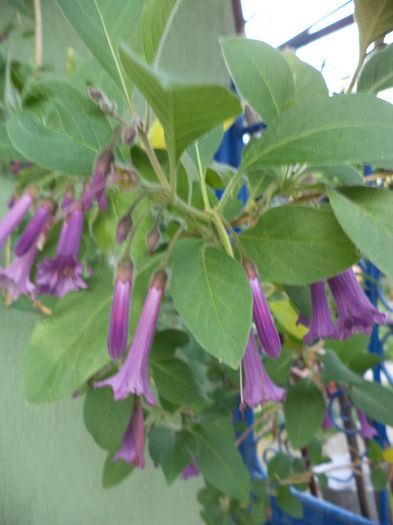 DSC03850 - ANUL 2015