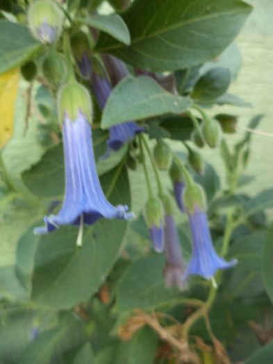 DSC03851 - ANUL 2015