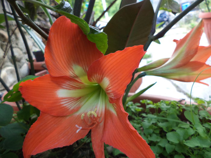 DSC03852 - ANUL 2015