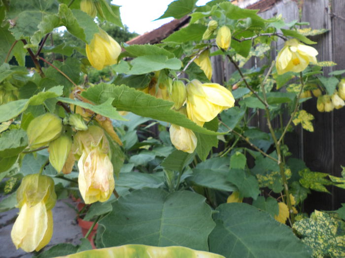 DSC03853 - ANUL 2015