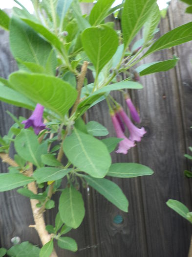 DSC03854 - ANUL 2015