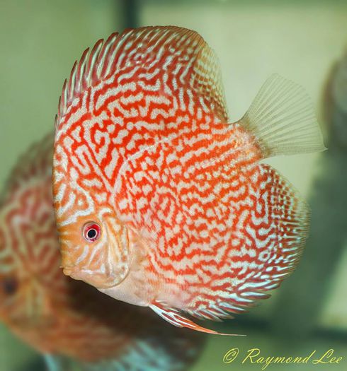 Discus