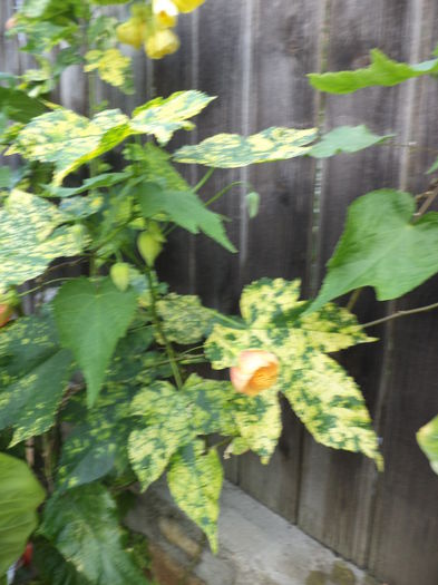 DSC03855 - ANUL 2015