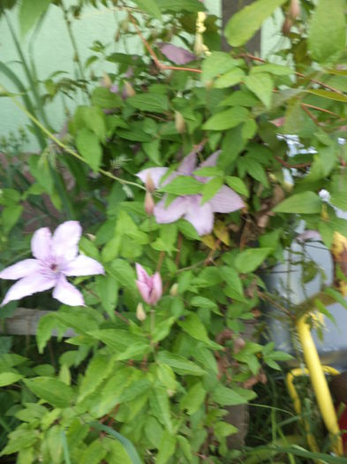 DSC03856 - ANUL 2015