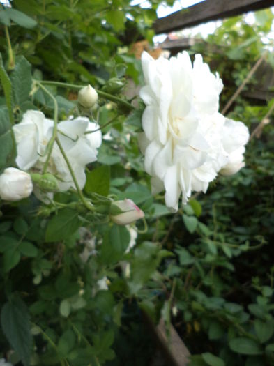 DSC03857 - ANUL 2015