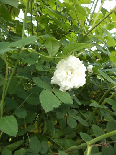 DSC03858 - ANUL 2015