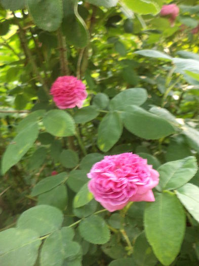 DSC03863 - ANUL 2015