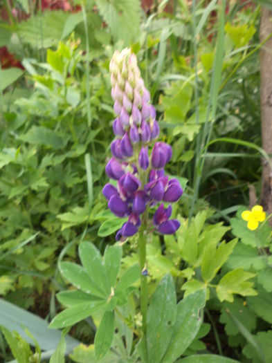 DSC03866 - ANUL 2015