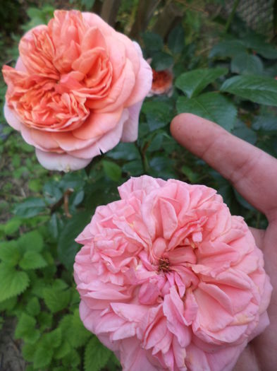 DSC03868 - ANUL 2015