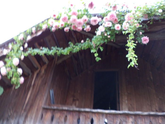 DSC03871 - ANUL 2015