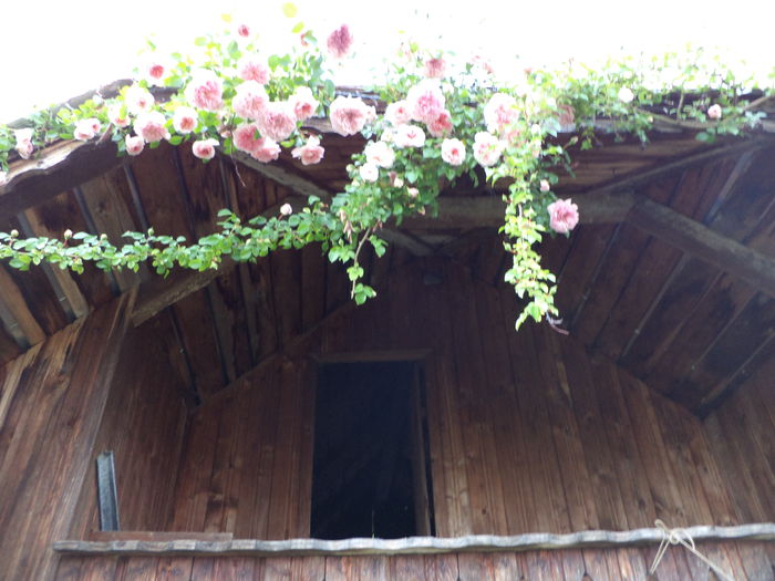 DSC03873 - ANUL 2015