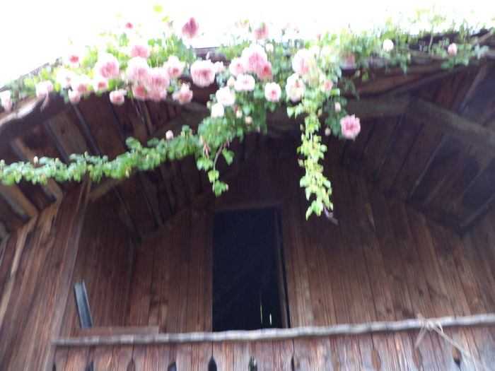 DSC03874 - ANUL 2015