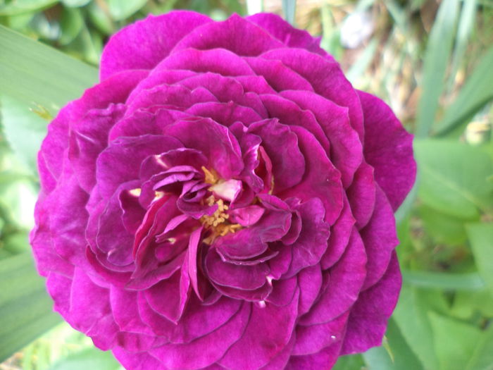 DSC03878 - ANUL 2015