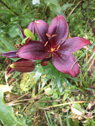 DSC03879 - ANUL 2015