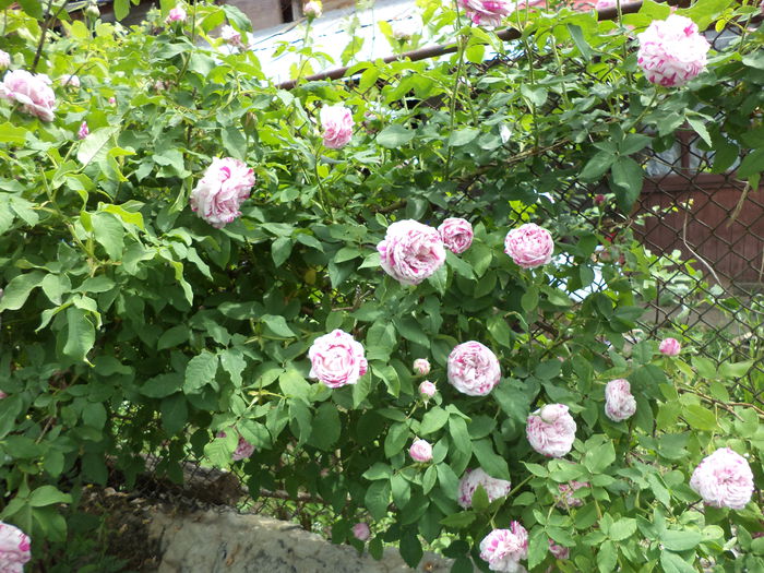 DSC03884 - ANUL 2015