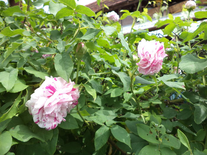 DSC03886 - ANUL 2015