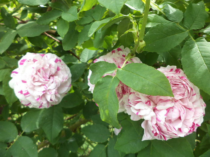 DSC03887 - ANUL 2015