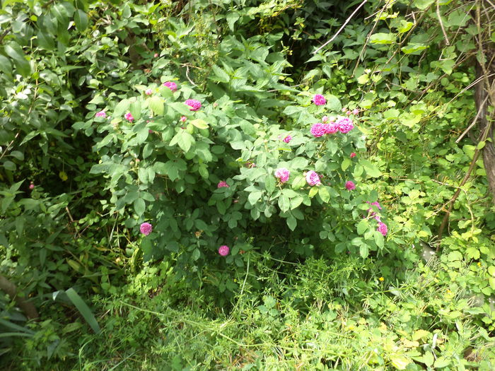 DSC03889 - ANUL 2015