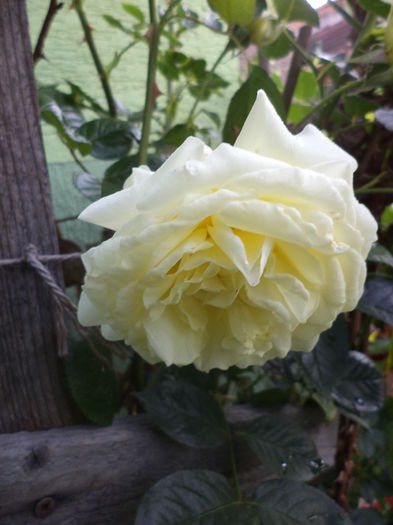 DSC04026 - ANUL 2015