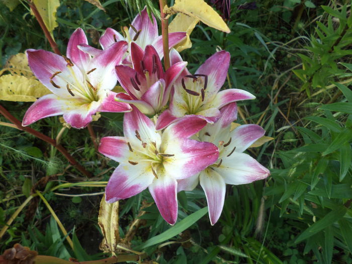 DSC04028 - ANUL 2015