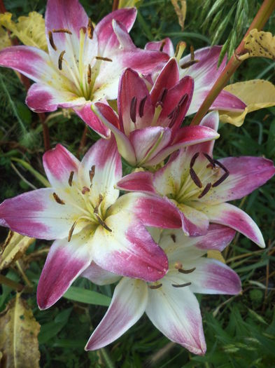 DSC04029 - ANUL 2015