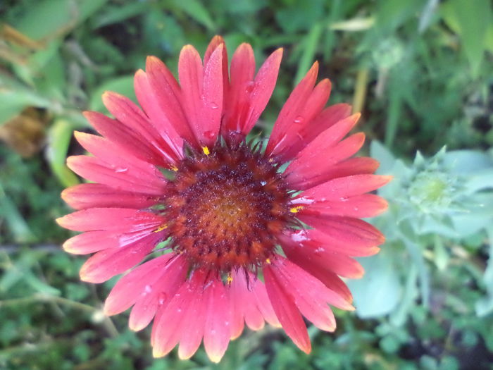 DSC04030 - ANUL 2015