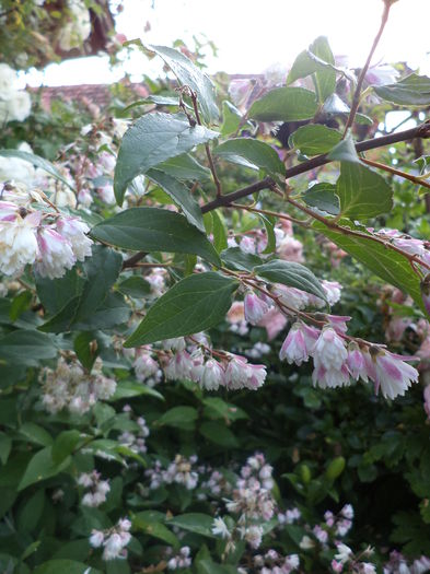 DSC04031 - ANUL 2015