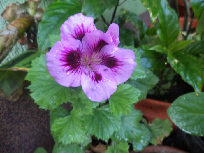 DSC04034 - ANUL 2015