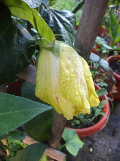 DSC04038 - ANUL 2015