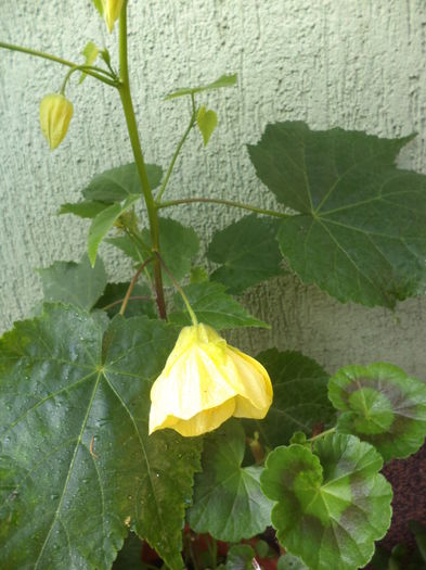 DSC04041 - ANUL 2015