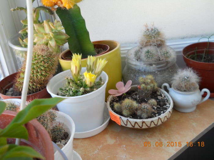 Frumusete de cactus - SPLENDORILE VERII 2015