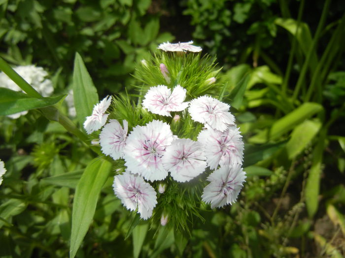 Dianthus babatus (2015, May 24) - Dianthus Barbatus
