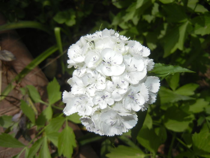 Dianthus babatus (2015, May 24) - Dianthus Barbatus