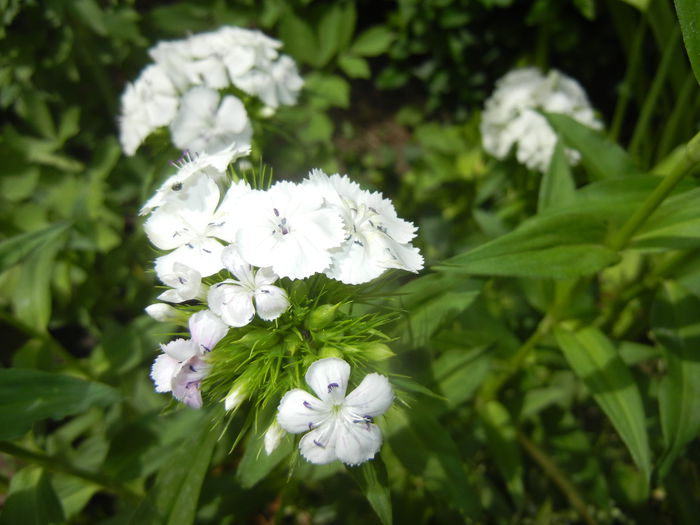 Dianthus babatus (2015, May 24) - Dianthus Barbatus