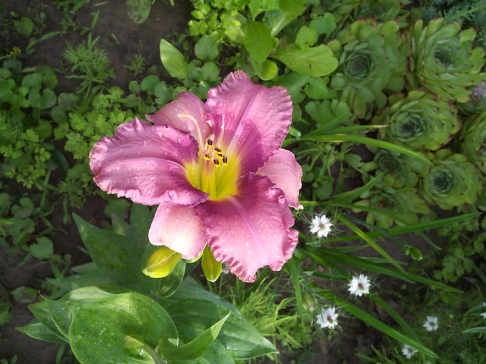 a inceput spectacolul