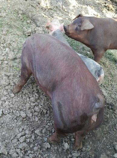 2015-06-05 20.33.17 - Duroc