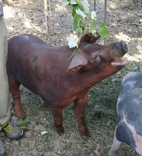 2015-06-05 20.34.41 - Duroc