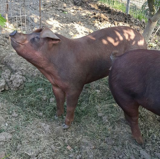 2015-06-05 20.28.24 - Duroc