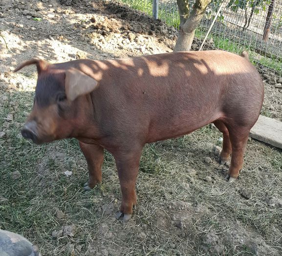 2015-06-05 20.33.38 - Duroc