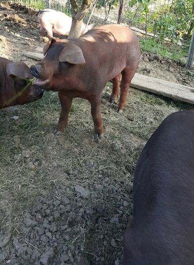 2015-06-05 20.35.05 - Duroc