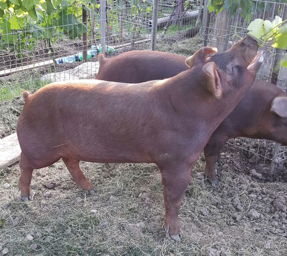 2015-06-05 20.37.53 - Duroc