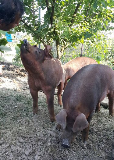 2015-06-05 20.36.18 - Duroc