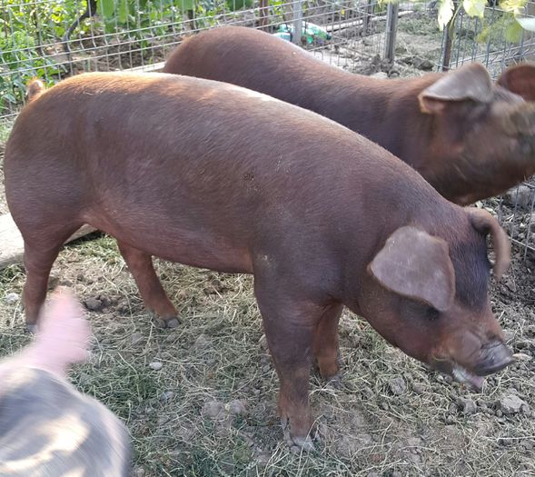 2015-06-05 20.38.36 - Duroc