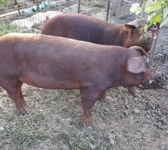 2015-06-05 20.37.34 - Duroc