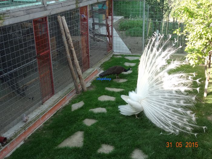 DSC09907