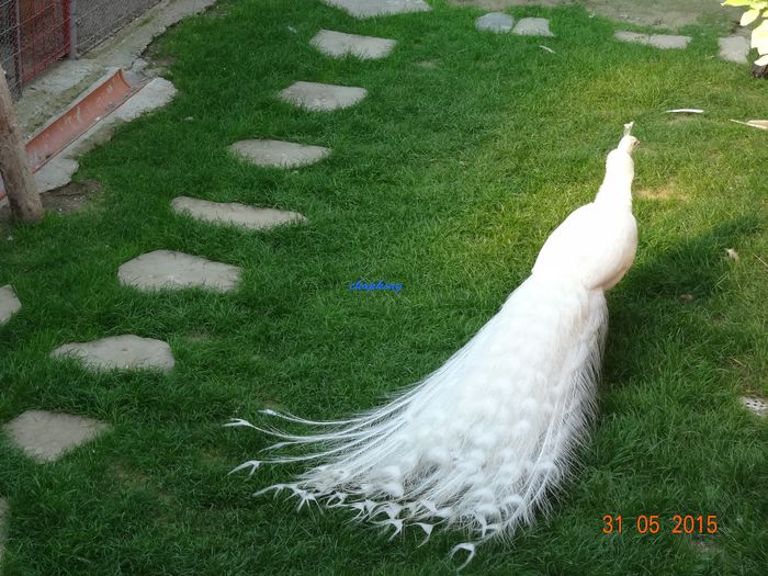 DSC09943