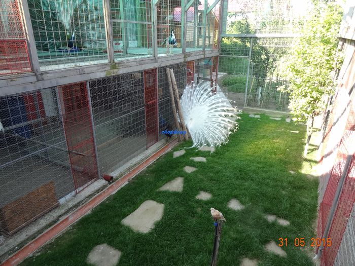 DSC09980