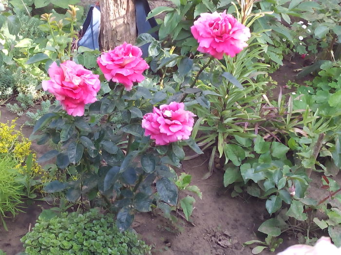 IMG_20150605_180001 - Trandafiri 2015